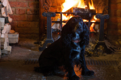 gallery-dog