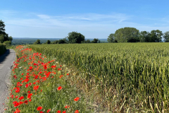 gallery-poppies